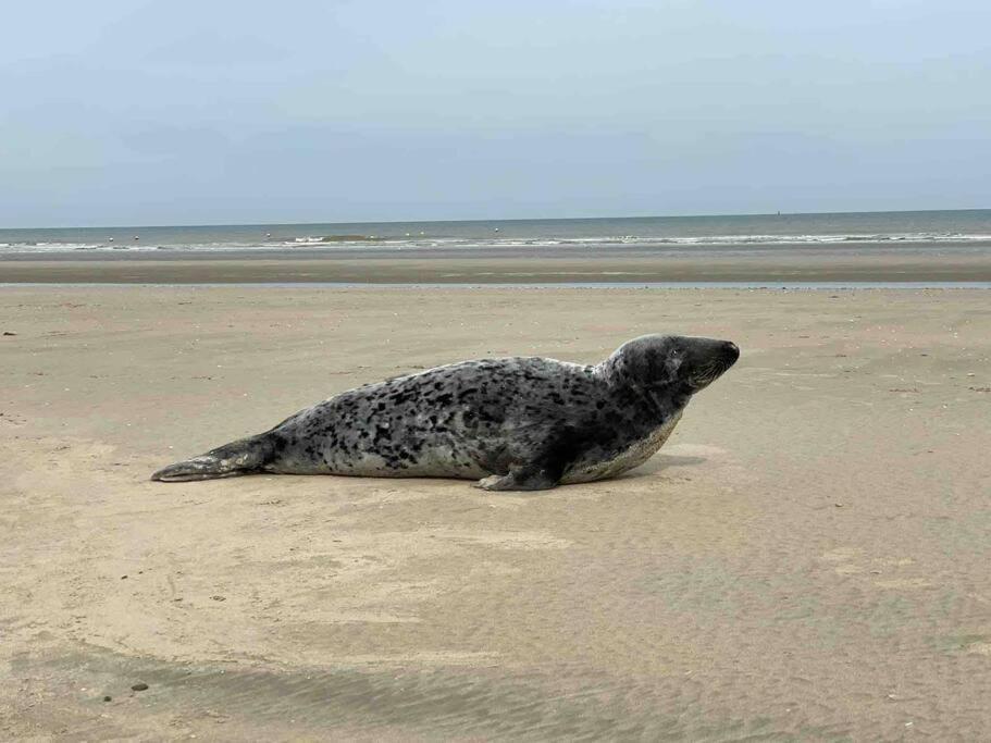 Face A La Mer, Appartement Rdc Bray Dunes Extérieur photo